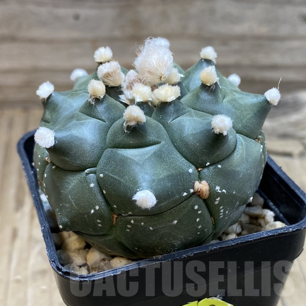 SH20972 Astrophytum asterias ‘Kikko' - Image 2