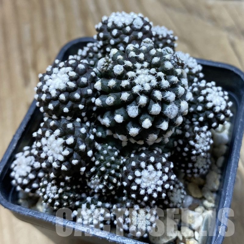 SH20992 Copiapoa tenuissima f. monstrosa