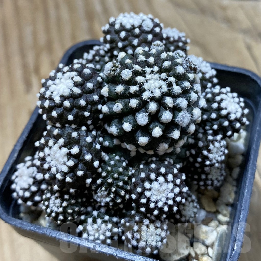 SH20992 Copiapoa tenuissima f. monstrosa