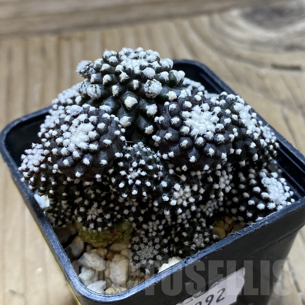 SH20992 Copiapoa tenuissima f. monstrosa - 画像 (2)