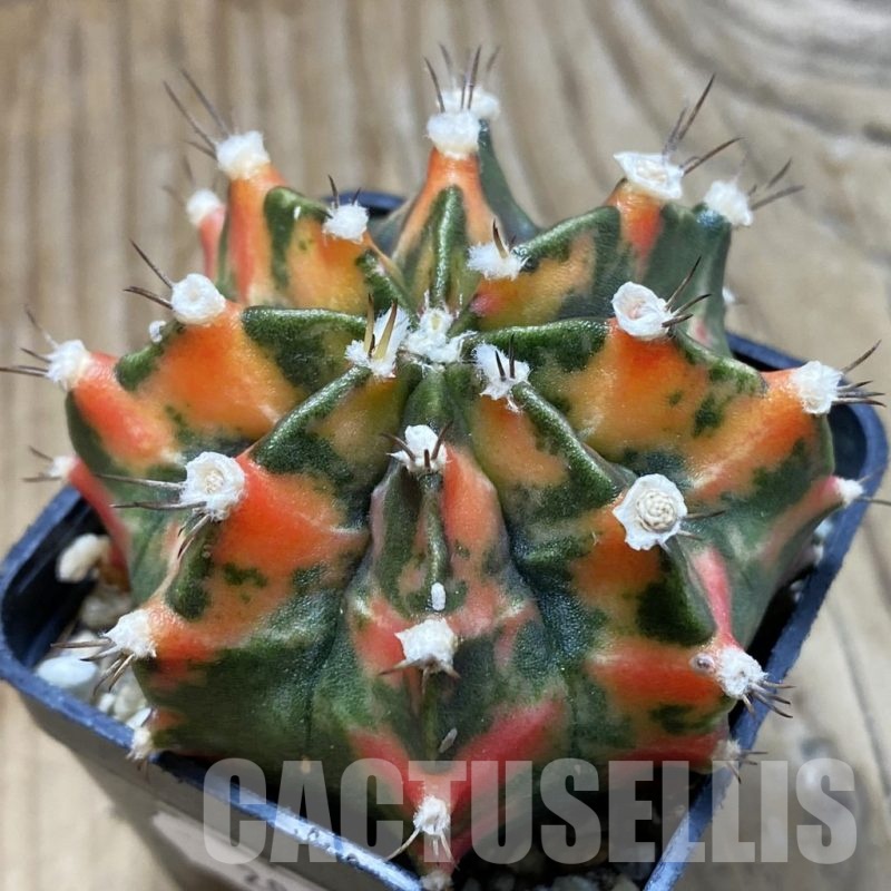 SH20994 Gymnocalycium mihanovichii f. variegata , seedling