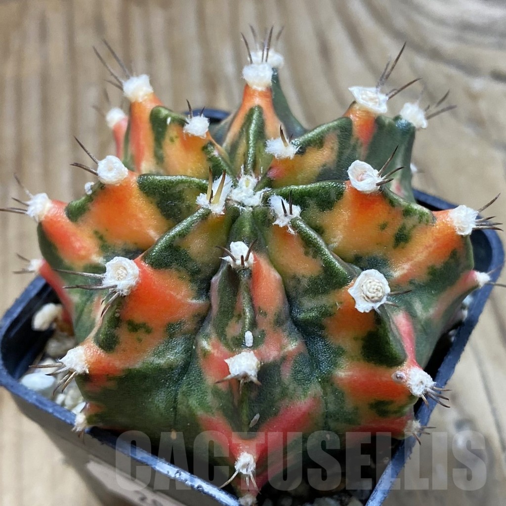 SH20994 Gymnocalycium mihanovichii f. variegata , seedling