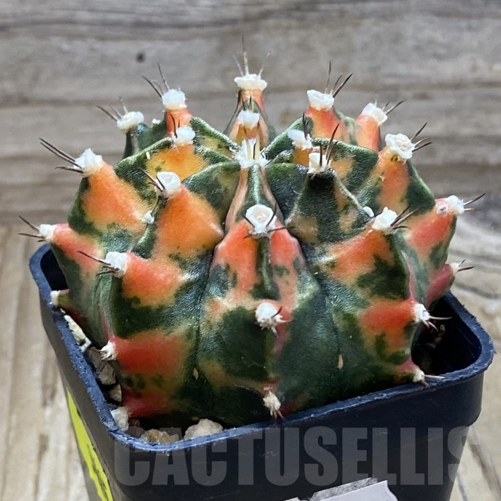 SH20994 Gymnocalycium mihanovichii f. variegata , seedling - immagine 2