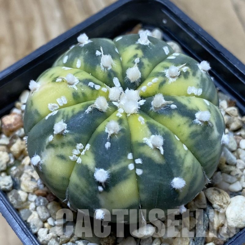 SH20998 Astrophytum asterias f. variegata