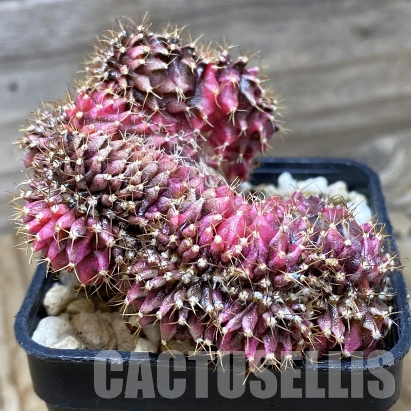 SH21001 Gymnocalycium mihanovichii variegata f. cristata