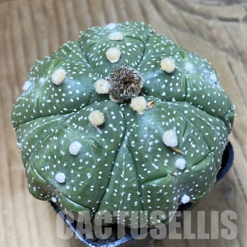 SH2577 Astrophytum asterias ‘Kikko’ 5-ribs