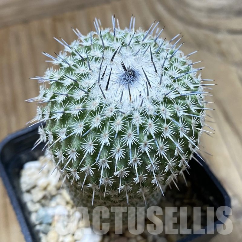 SH3040 Epithelantha micromeris v. unguispina