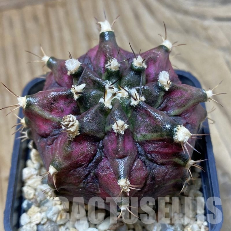 SH3536 Gymnocalycium mihanovichii ‘T-Lux’, seedling