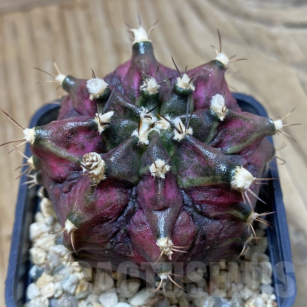 SH3536 Gymnocalycium mihanovichii ‘T-Lux’, seedling