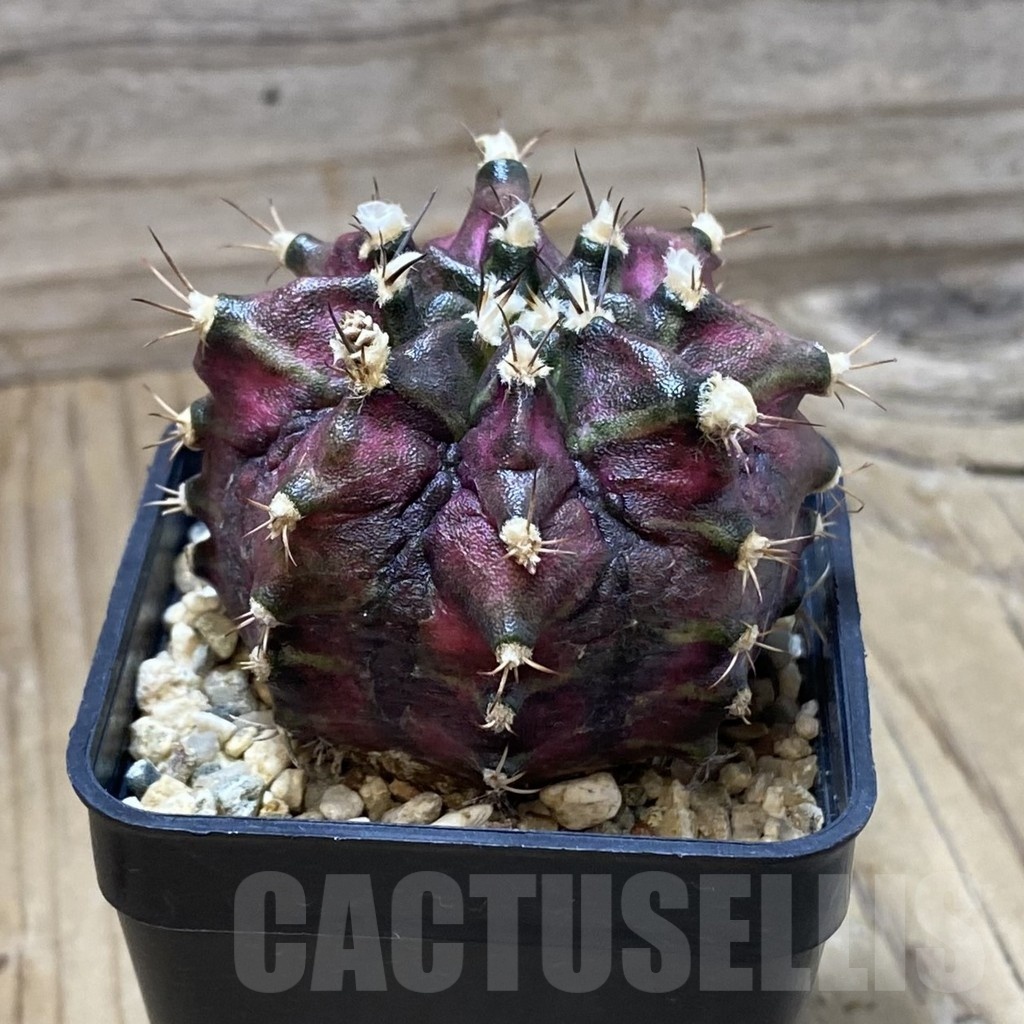 SH3536 Gymnocalycium mihanovichii ‘T-Lux’, seedling - Image 2
