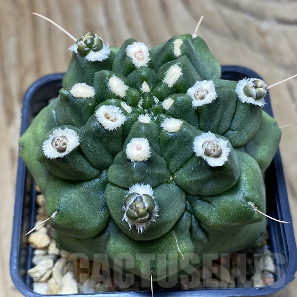 SH2963 Gymnocalycium mihanovichii ‘Transformer’