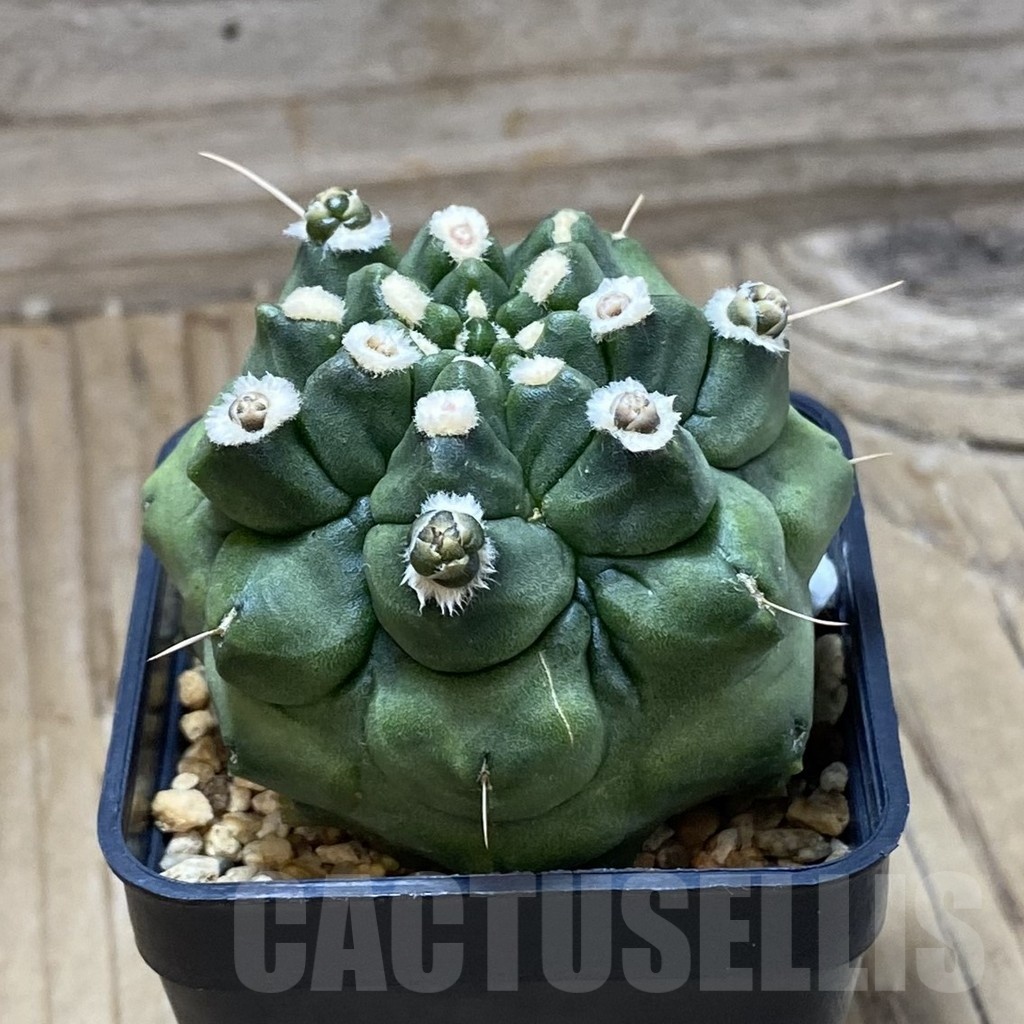 SH2963 Gymnocalycium mihanovichii ‘Transformer’ – Bild 2