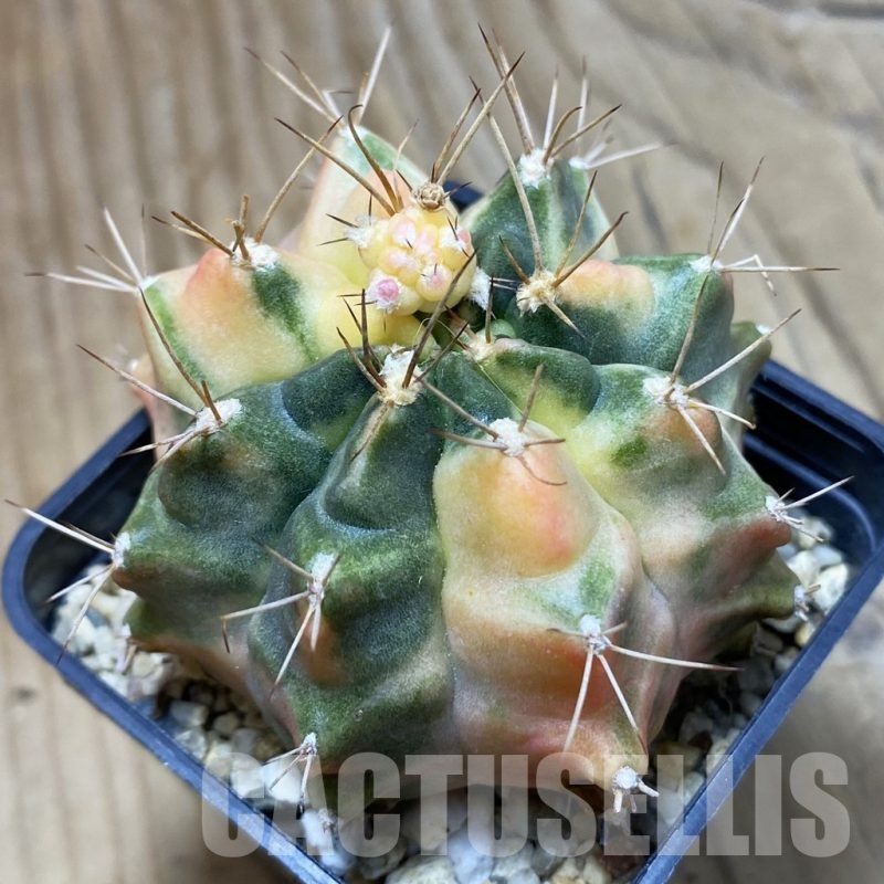 SH1993 Gymnocalycium mihanovichii 'Salika'