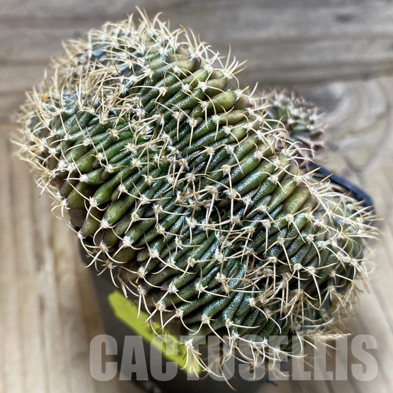 SH3025 Gymnocalycium mihanovichii f. cristata