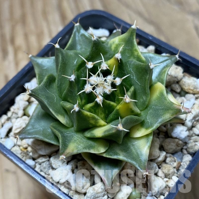 SH2475 Obregonia denegrii f. variegata