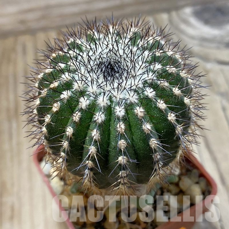 SH1373 Uebelmannia pectinifera v. crebispina R81, grafted