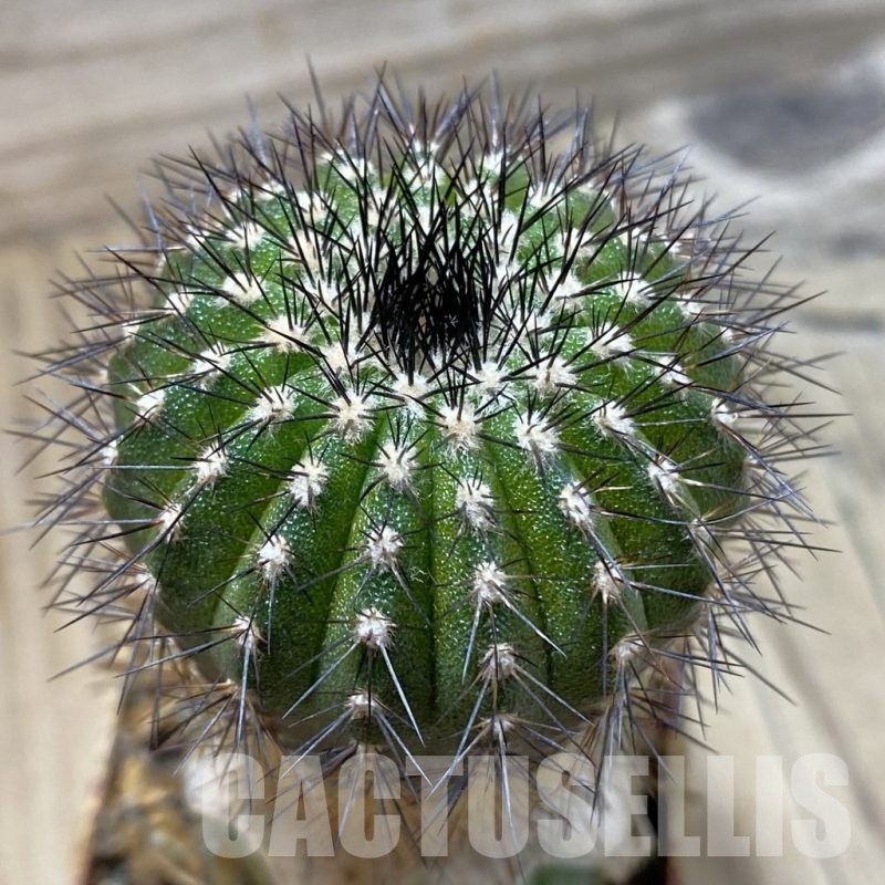 SH1409 Uebelmannia pectinifera v. multicostata RNK10 R161, grafted -Boa Vista-