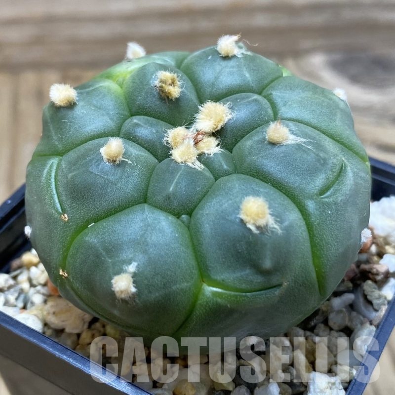 SH2416 Astrophytum asterias 'Kikko'