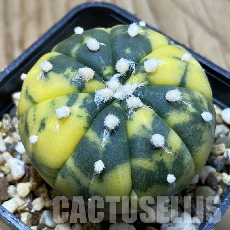 SH3038 Astrophytum asterias f. variegata