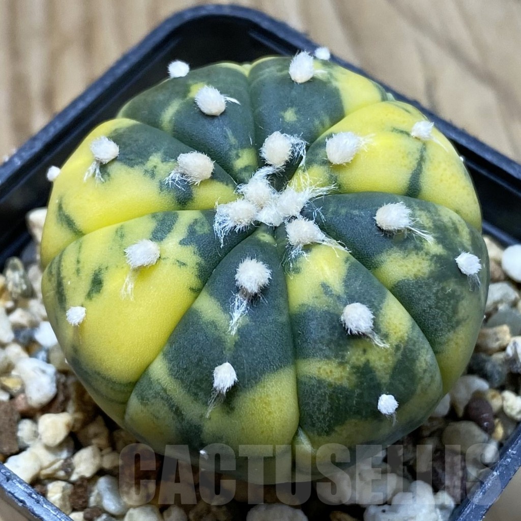 SH3038 Astrophytum asterias f. variegata