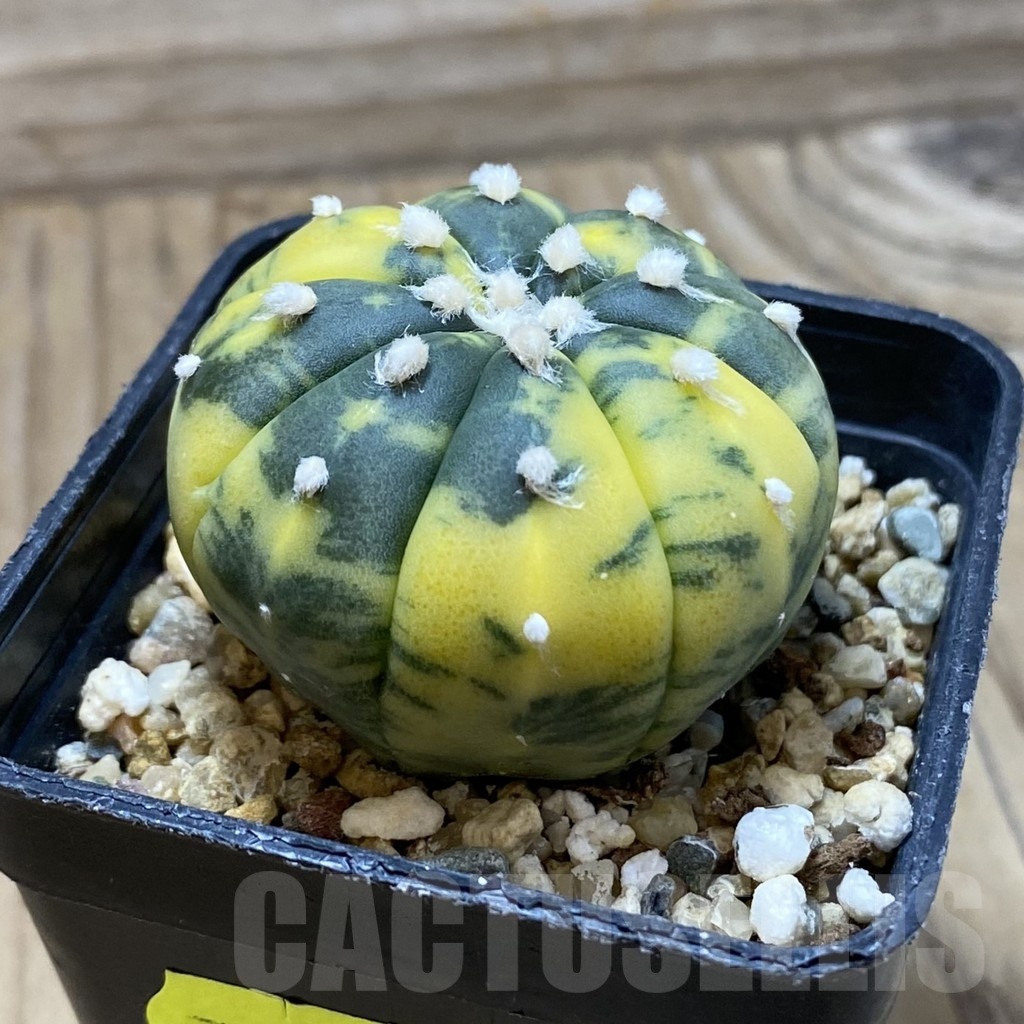 SH3038 Astrophytum asterias f. variegata - Image 2
