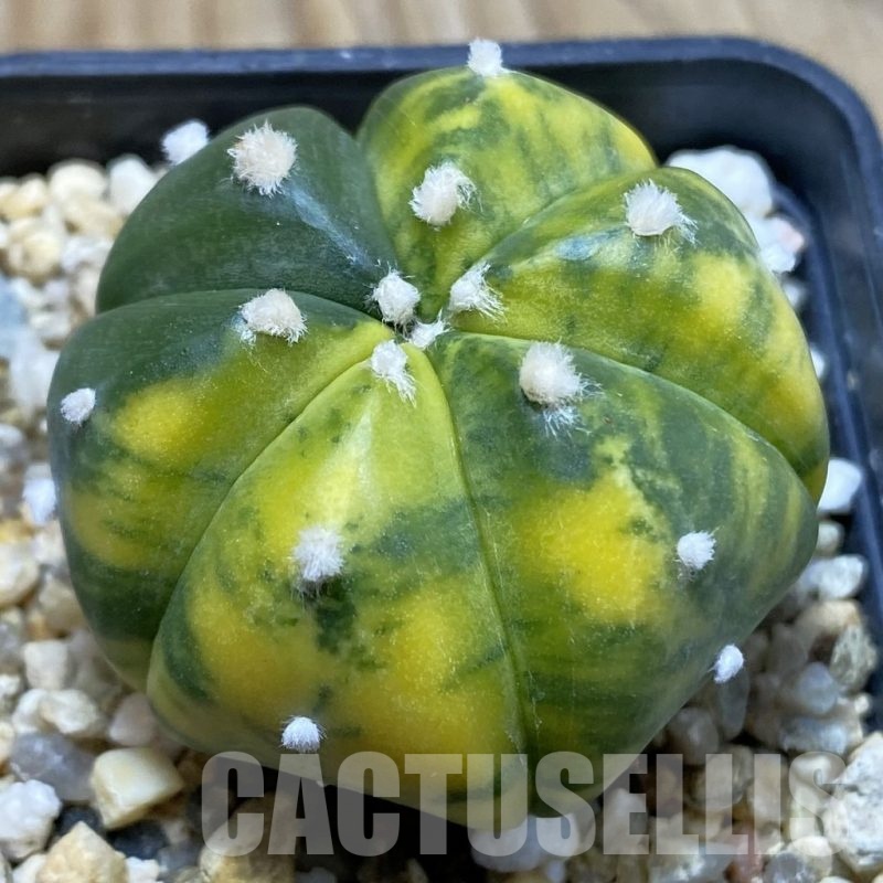 SH3318 Astrophytum asterias f. variegata, 6-ribs