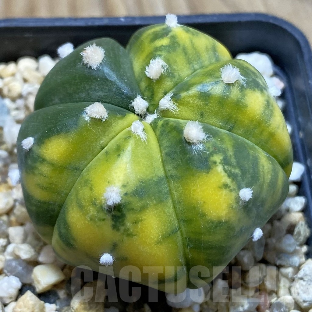 SH3318 Astrophytum asterias f. variegata, 6-ribs