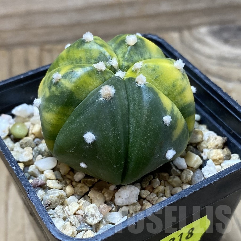 SH3318 Astrophytum asterias f. variegata, 6-ribs – Bild 2