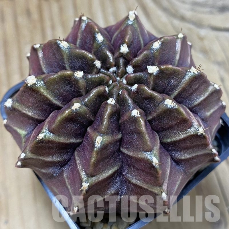 SH3560 Gymnocalycium mihanovichii ‘Nana’ x ‘Day Dream’, seedling
