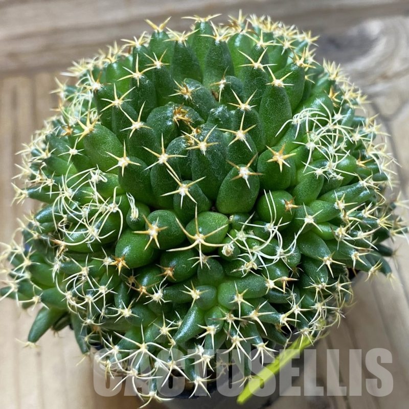 SH3501 Mammillaria camptotricha ‘Bru’, seedling