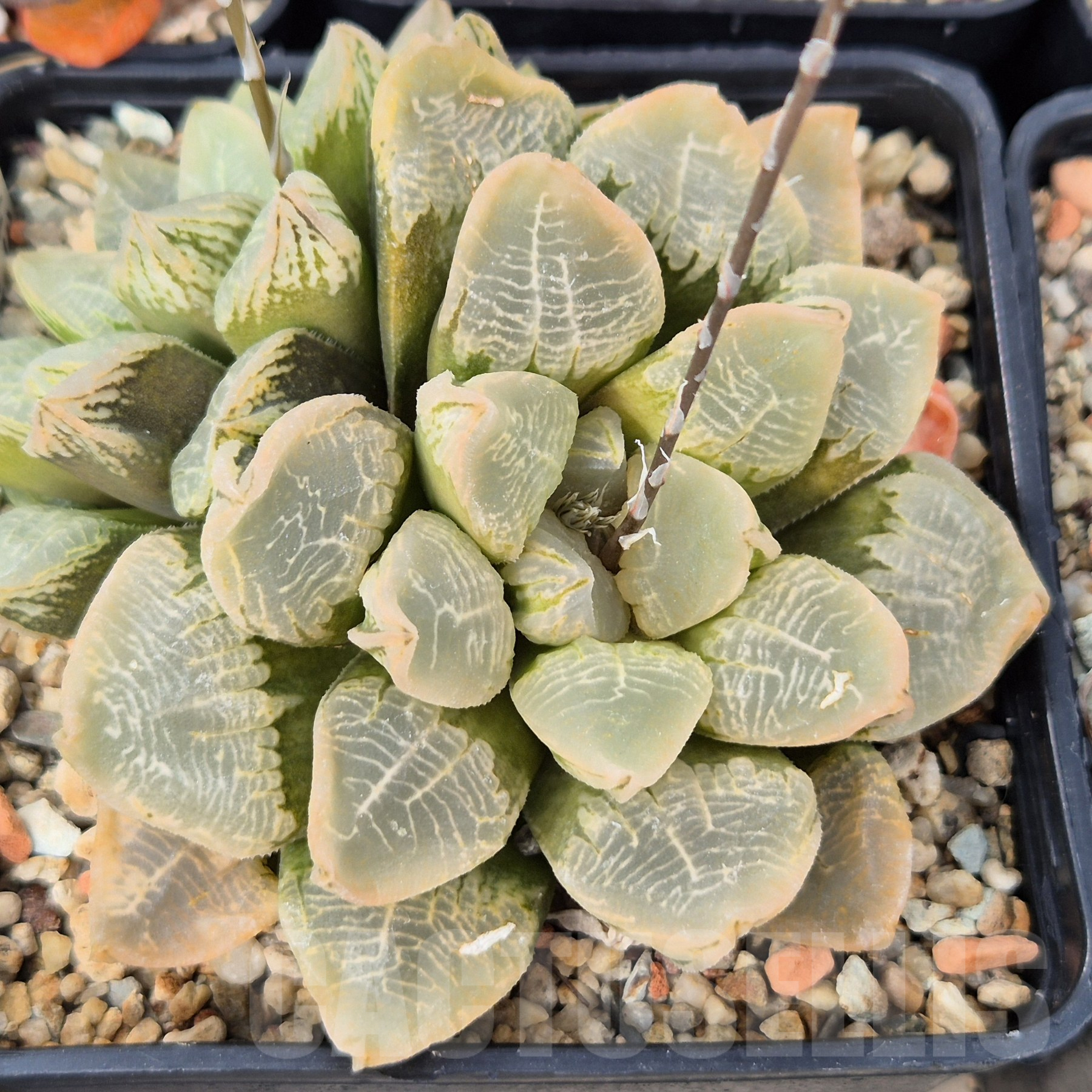 SH2762 Haworthia 'Mavka' hybrid