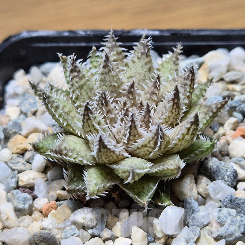 VVG3639 Haworthia herbacea seedling
