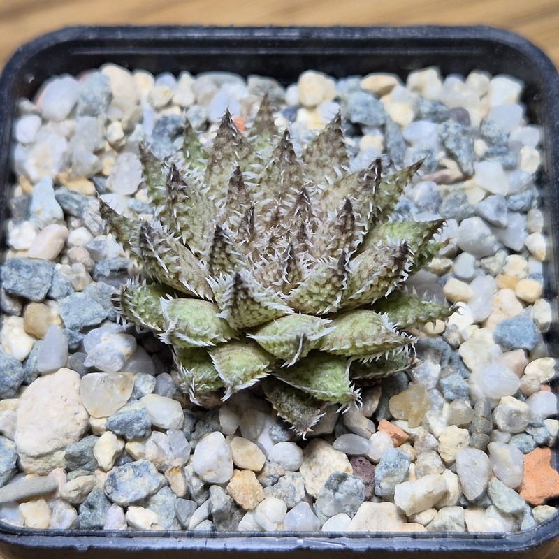 VVG3639 Haworthia herbacea seedling - Image 2