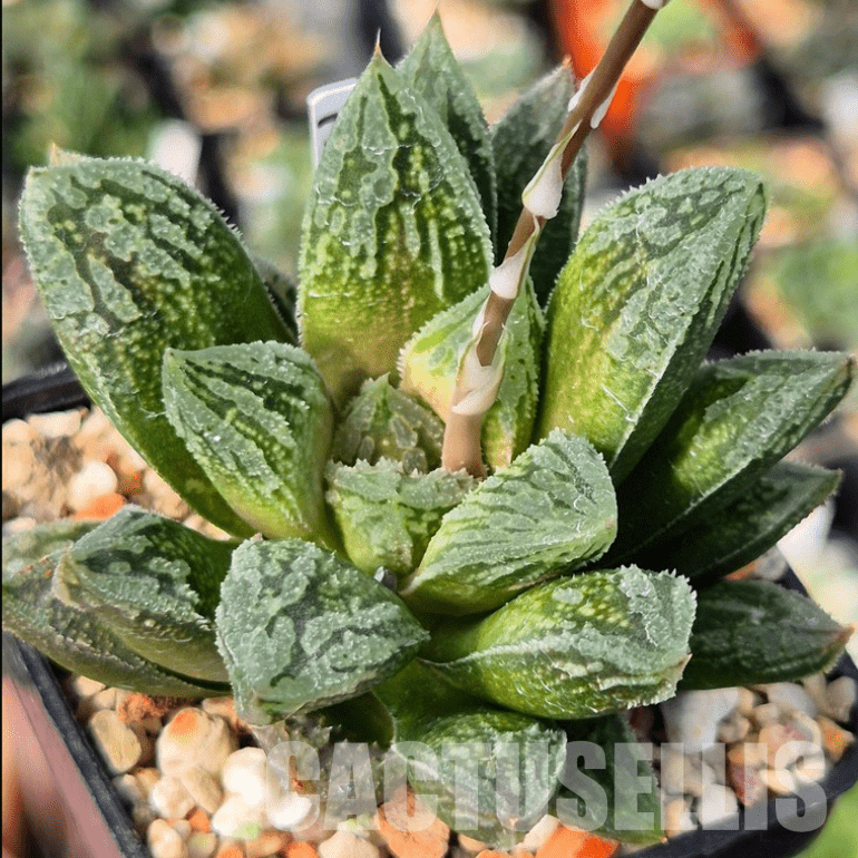 VVG3657 Haworthia VVG30 x 'Yulia' - Image 2