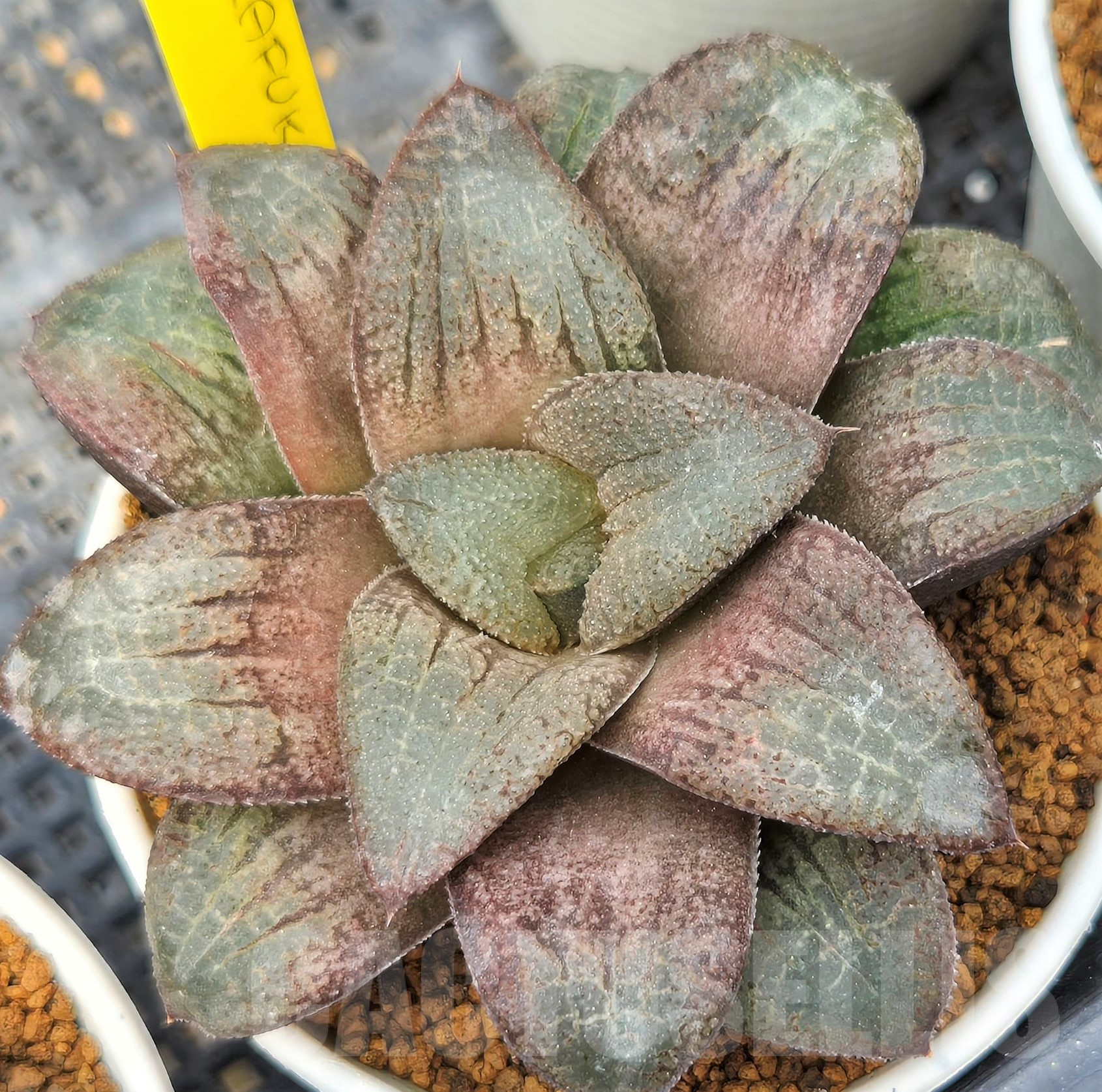 SH3401 Haworthia 'Akafuku'