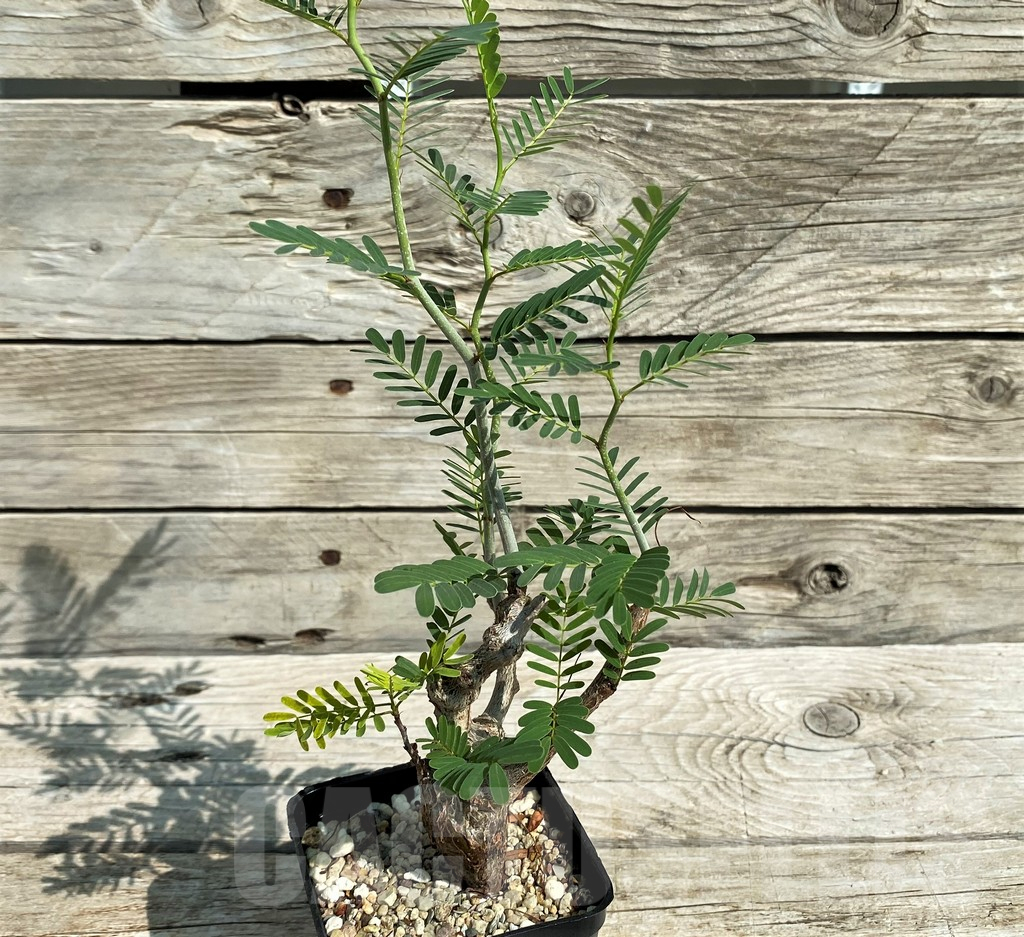 SH5684 Senna meridionalis - immagine 2