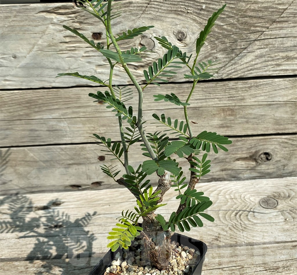 SH5684 Senna meridionalis