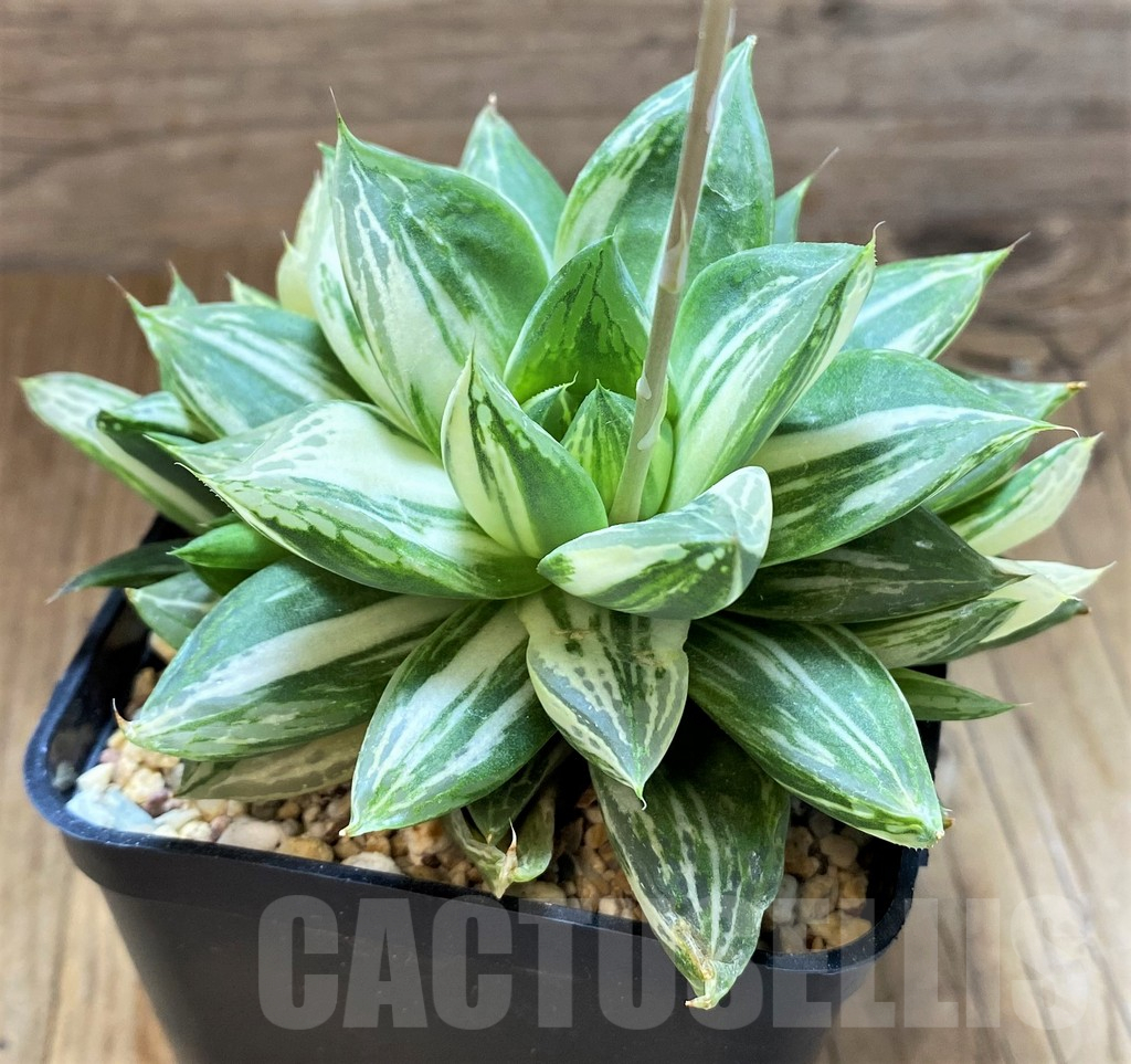 SH5324 Haworthia ‘Baocao’ f. variegata