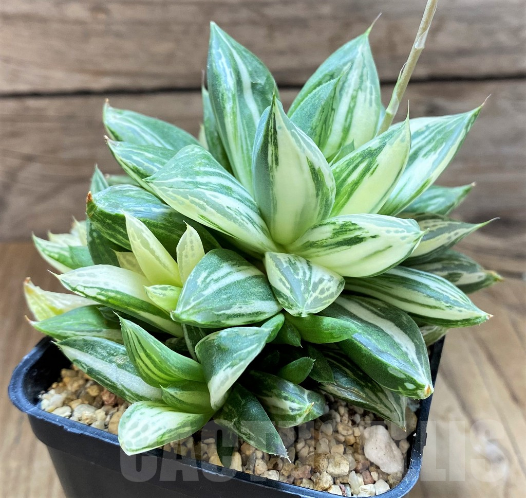 SH5324 Haworthia ‘Baocao’ f. variegata - Image 2