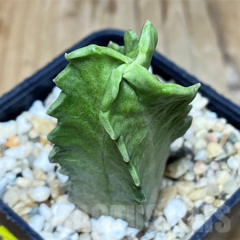 SH3980 Whitesloanea crassa