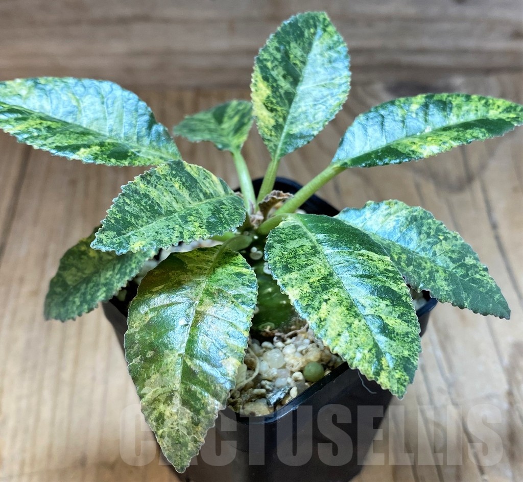 SH4734 Dorstenia hybrid f. variegata - Image 2