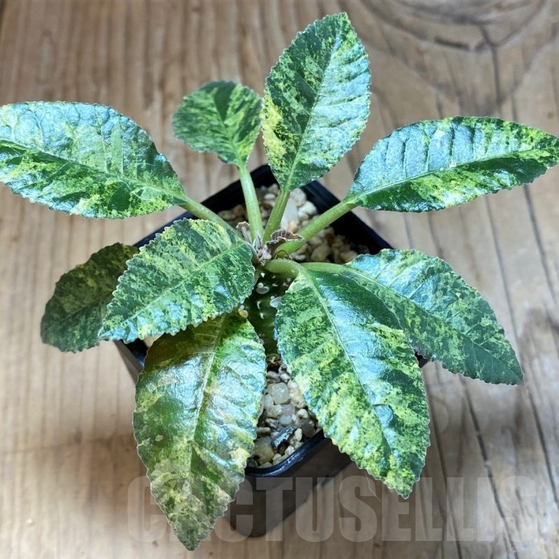 SH4734 Dorstenia hybrid f. variegata