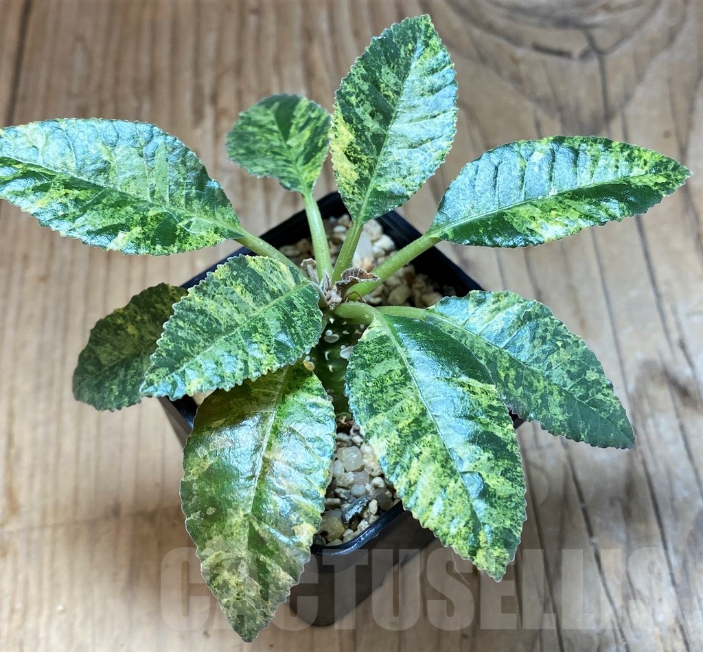 SH4734 Dorstenia hybrid f. variegata