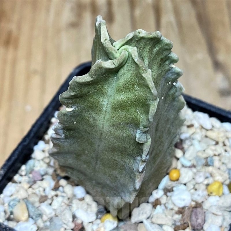 SH5297 Whitesloanea crassa