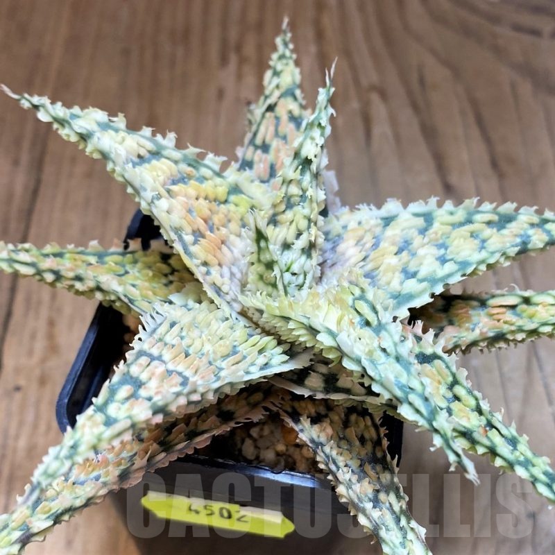 SH4502 Aloe TCT hybrid