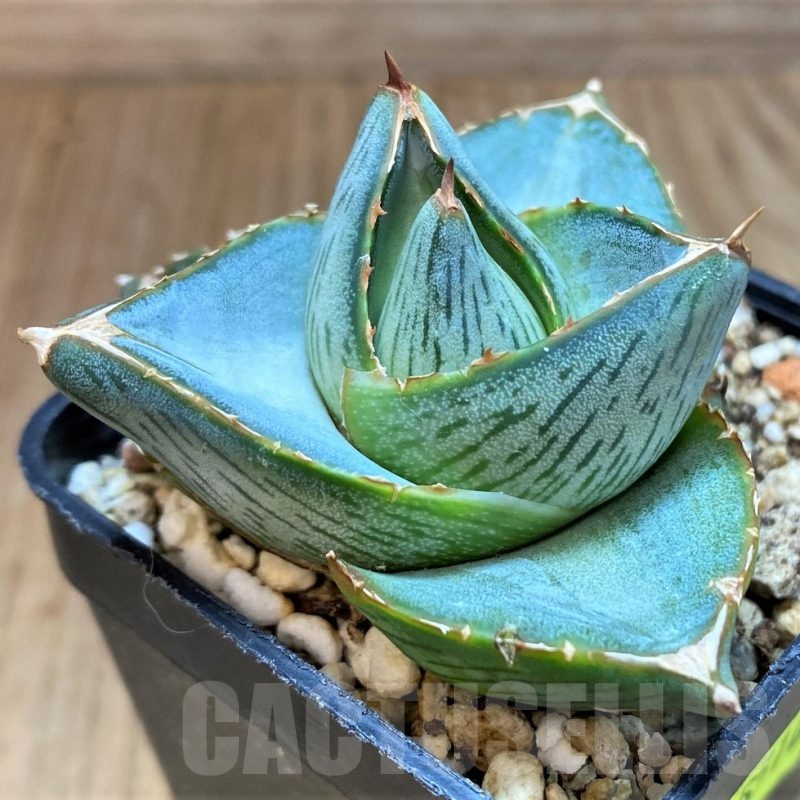 SH5510 Agave pumila