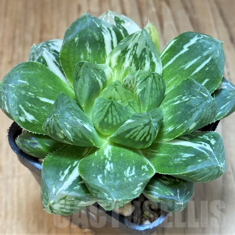 SH3993 Haworthia obtusa ‘Marin’ f. variegata
