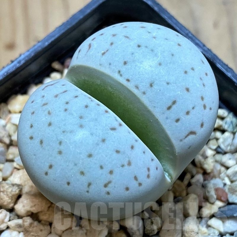 SH3939 Dinteranthus vanzylii