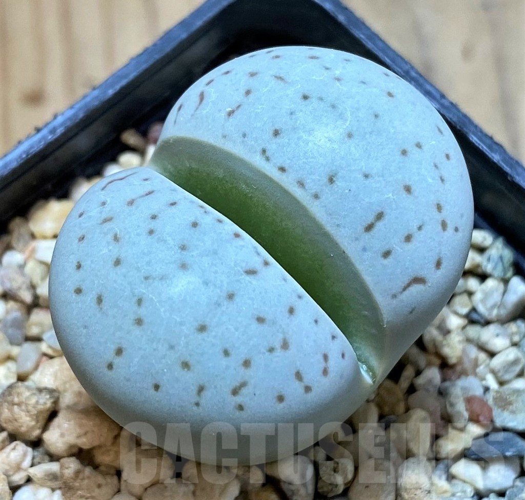 SH3939 Dinteranthus vanzylii