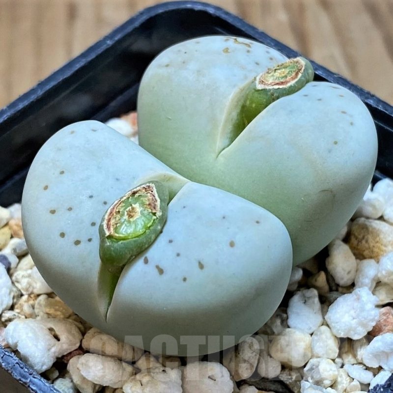 SH4337 Dinteranthus vanzylii